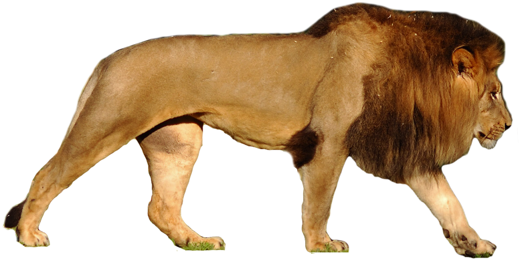 lion1_zpsefcdc40b.png~original