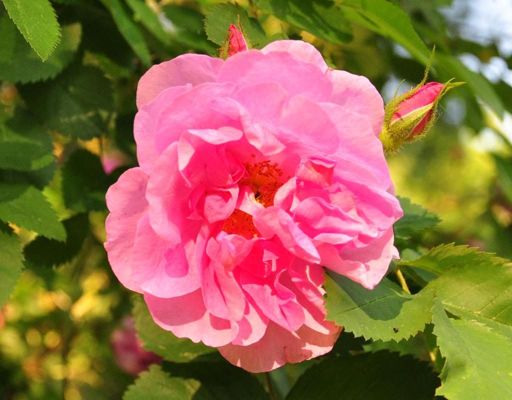  photo 01_zps77f7a9c5.jpg