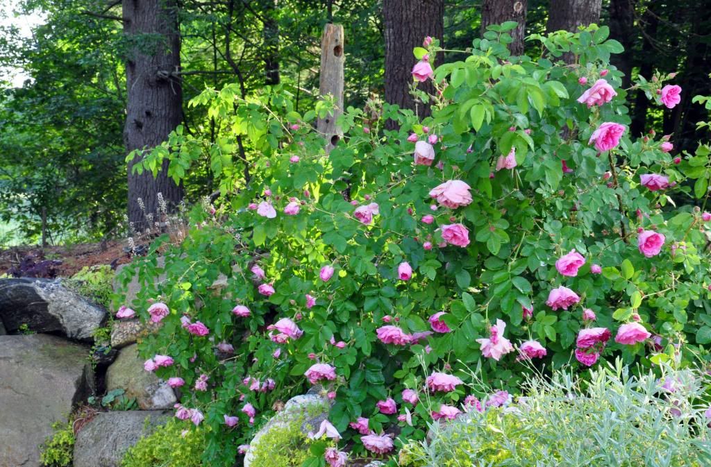  photo 03_zpsd4c6c953.jpg