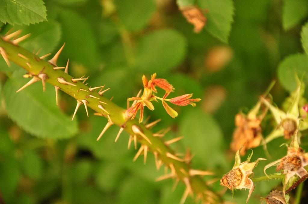  photo 06_zpsfac2f486.jpg