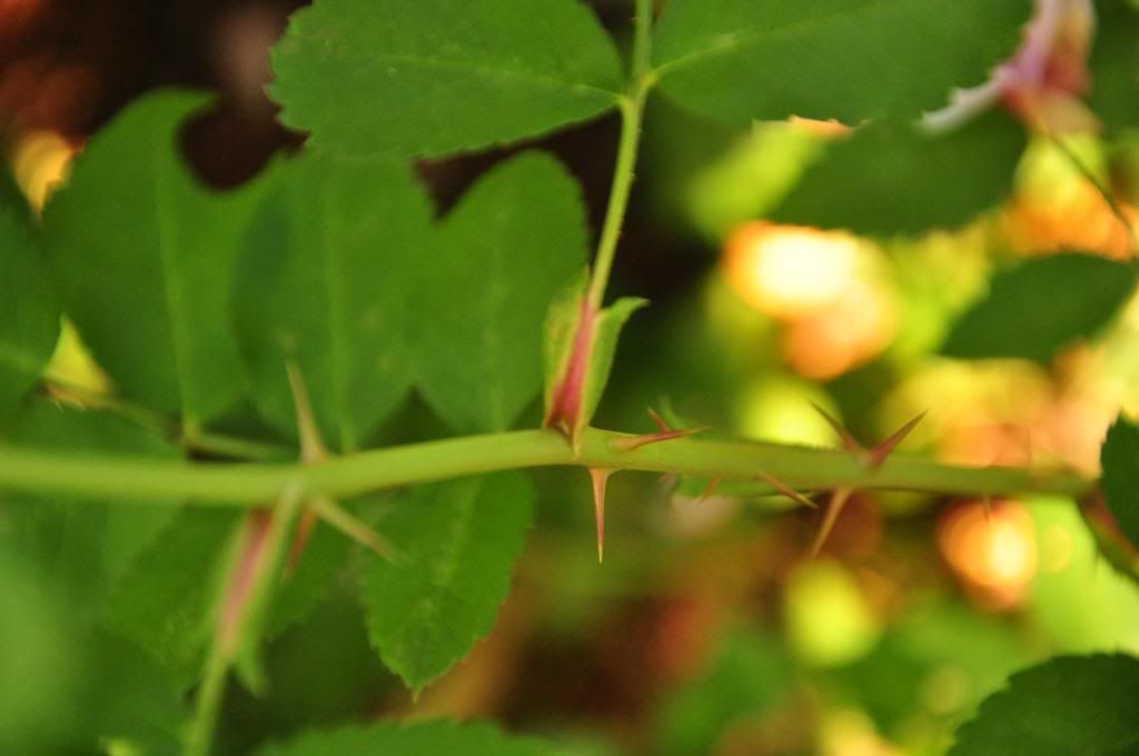  photo DSC_0599_zpsf7b09e75.jpg