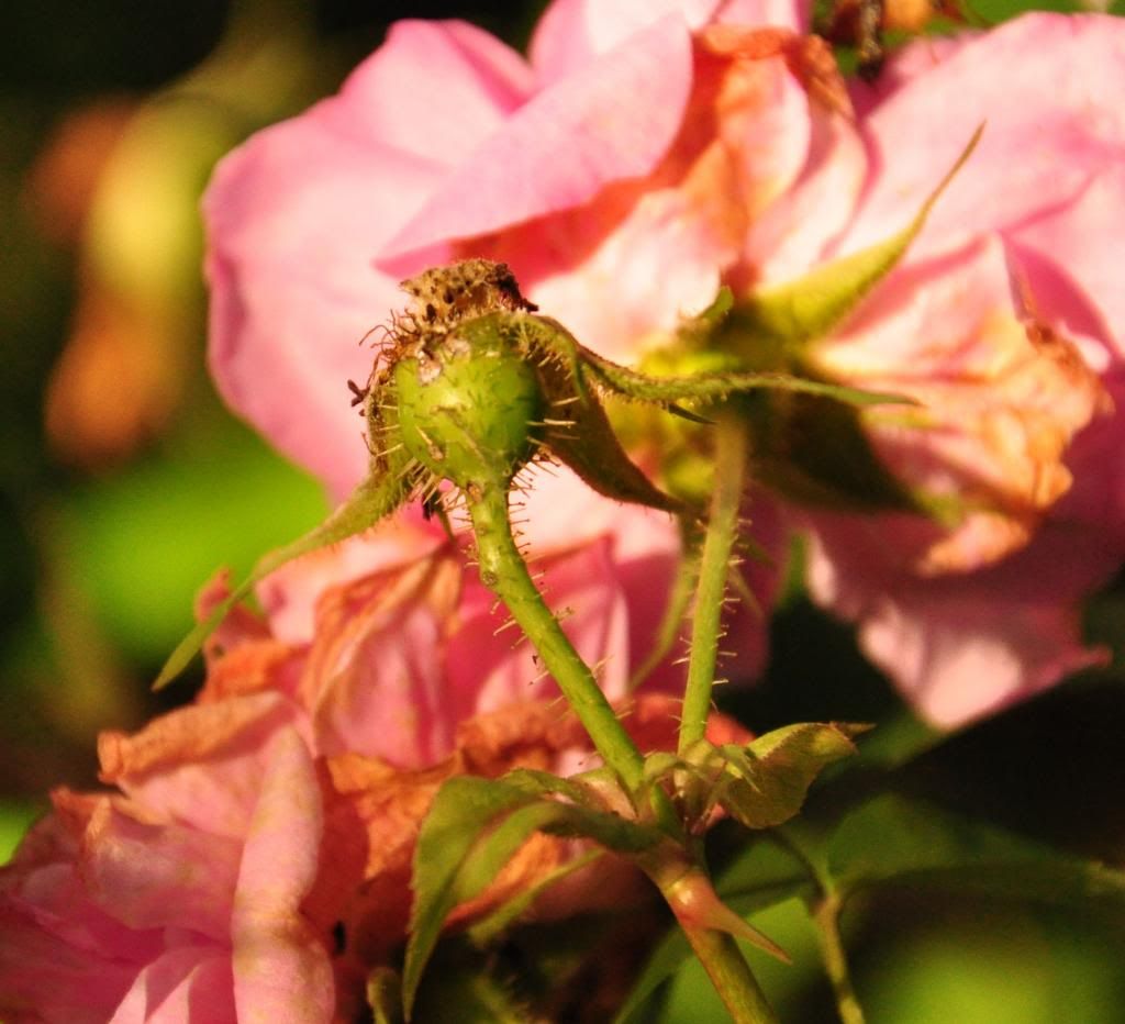  photo DSC_0600_zpsadfbe925.jpg