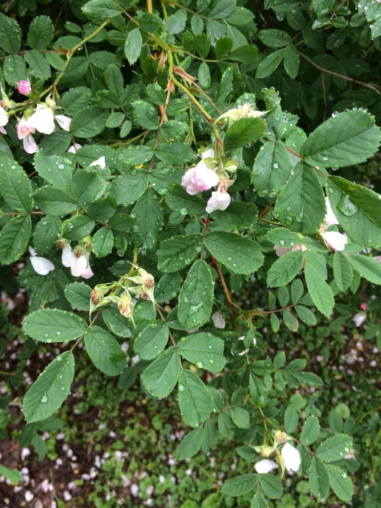  photo IMG_1031_zps8c4ad853.jpg