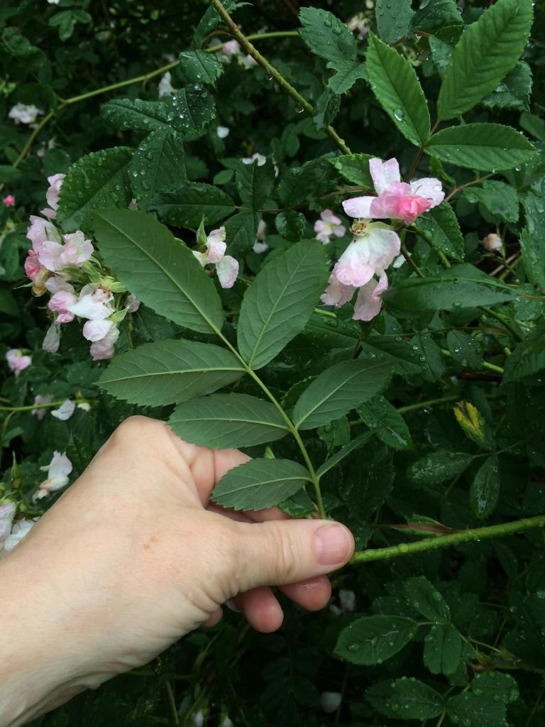  photo IMG_1032_zps54b41524.jpg