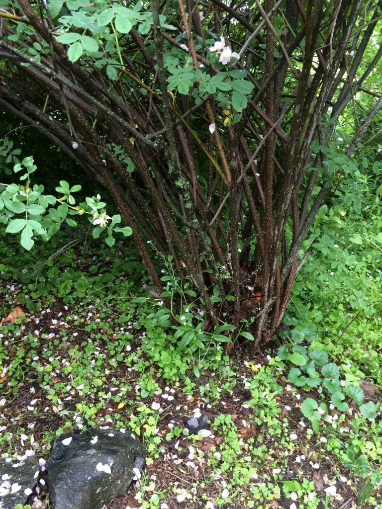  photo IMG_1033_zps46c1d33e.jpg