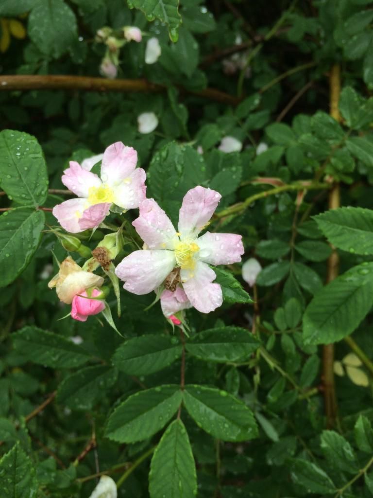  photo IMG_1035_zps1f71810c.jpg