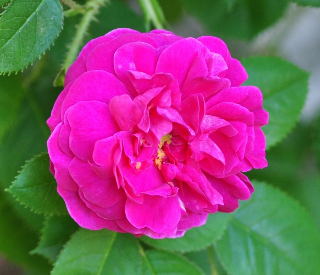  photo notalba1_zps8d432754.jpg