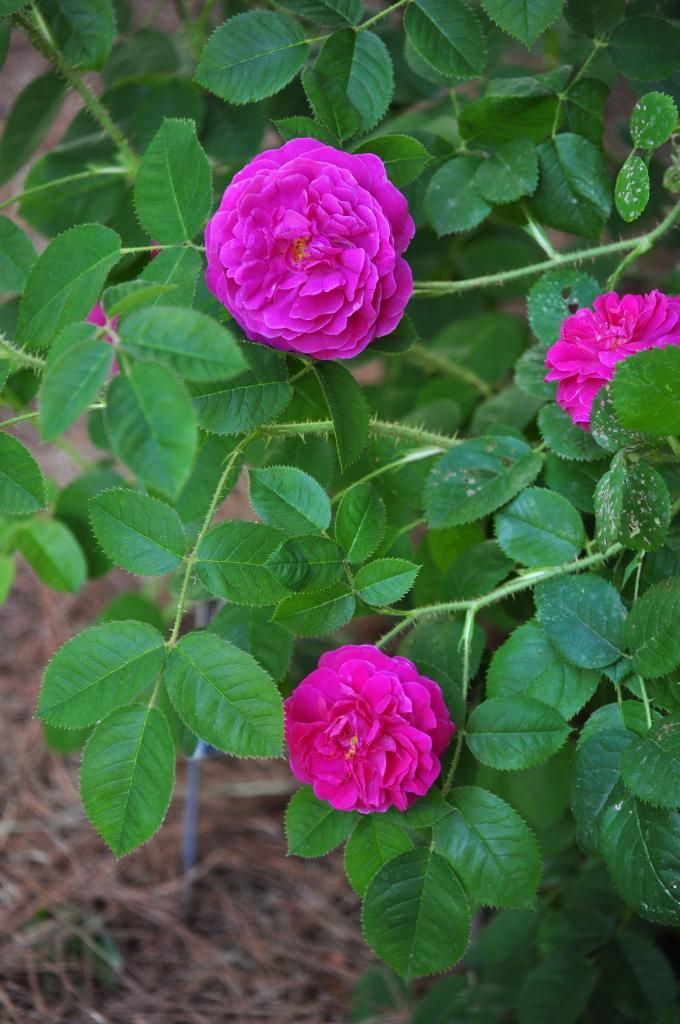  photo notalba2_zps3da55e21.jpg