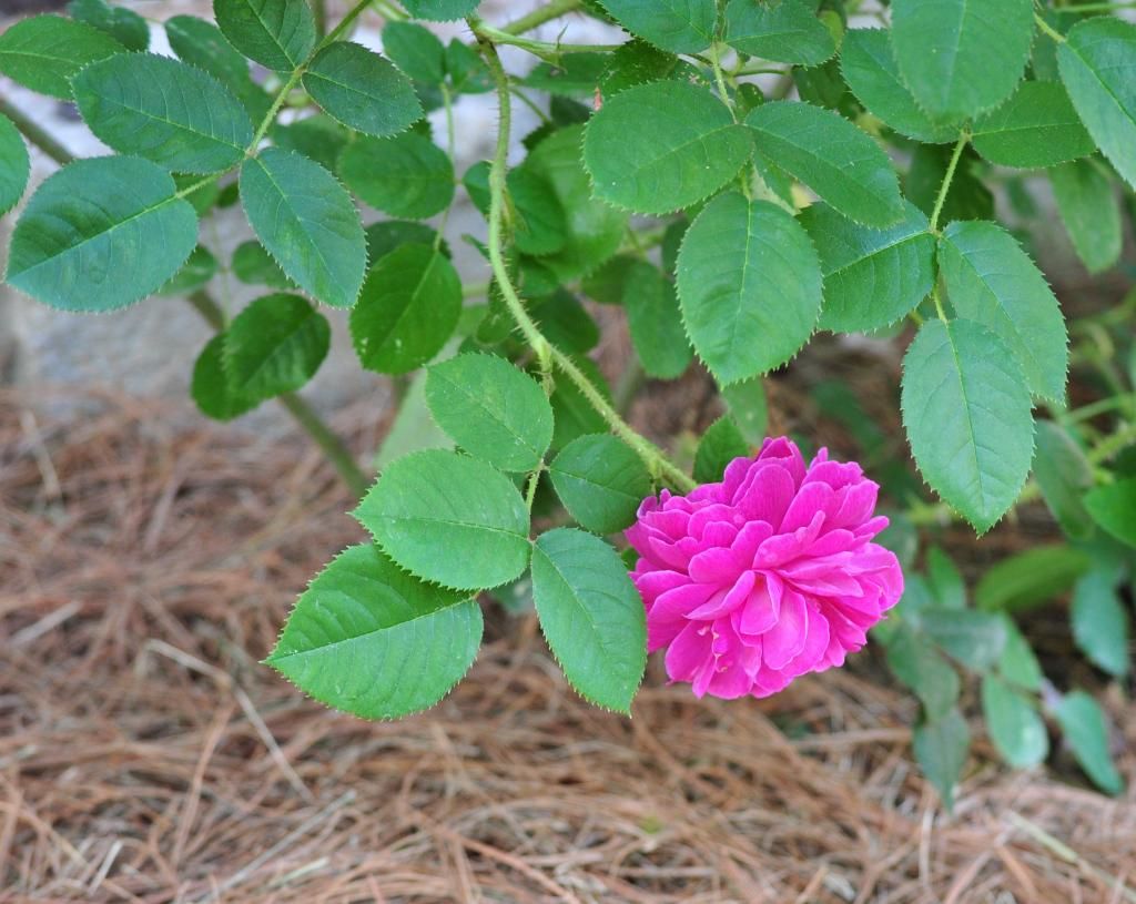  photo notalba3_zps15295201.jpg