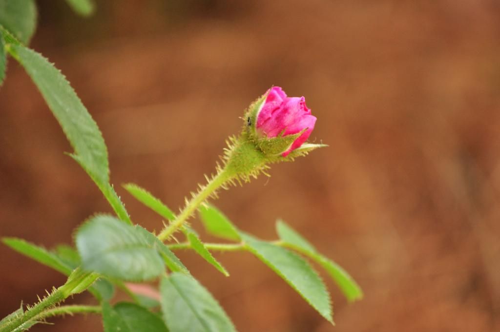  photo notalba4_zpsc8a16c92.jpg