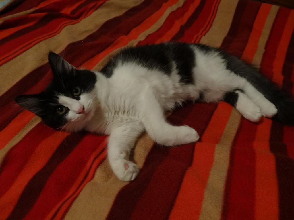 Slika