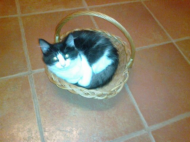 Slika