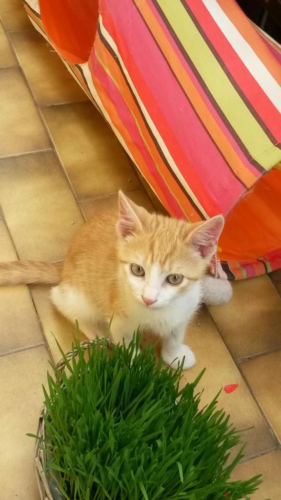 Slika