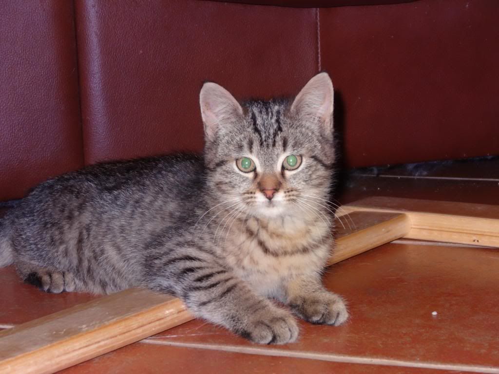 Slika