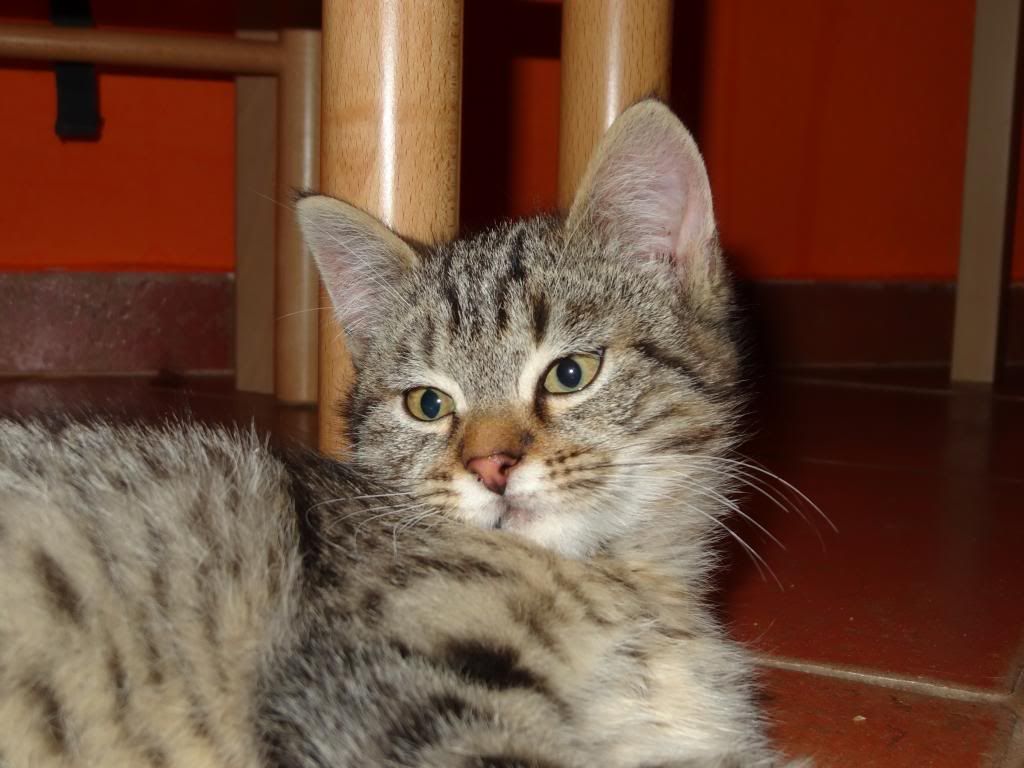 Slika
