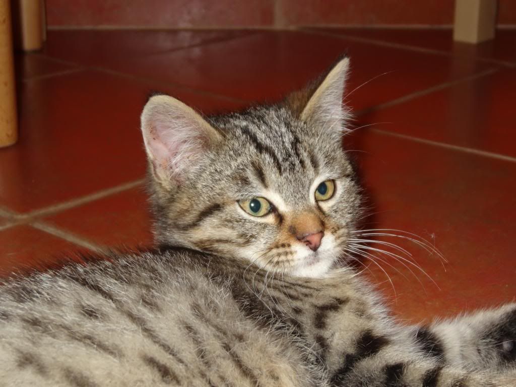 Slika