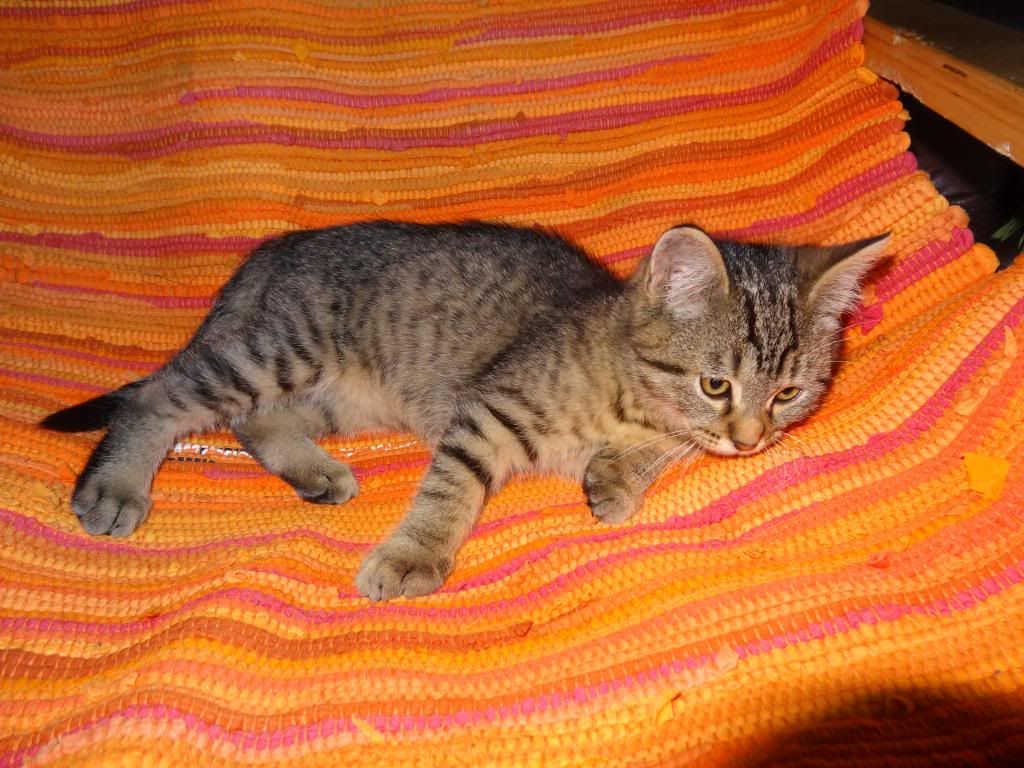 Slika