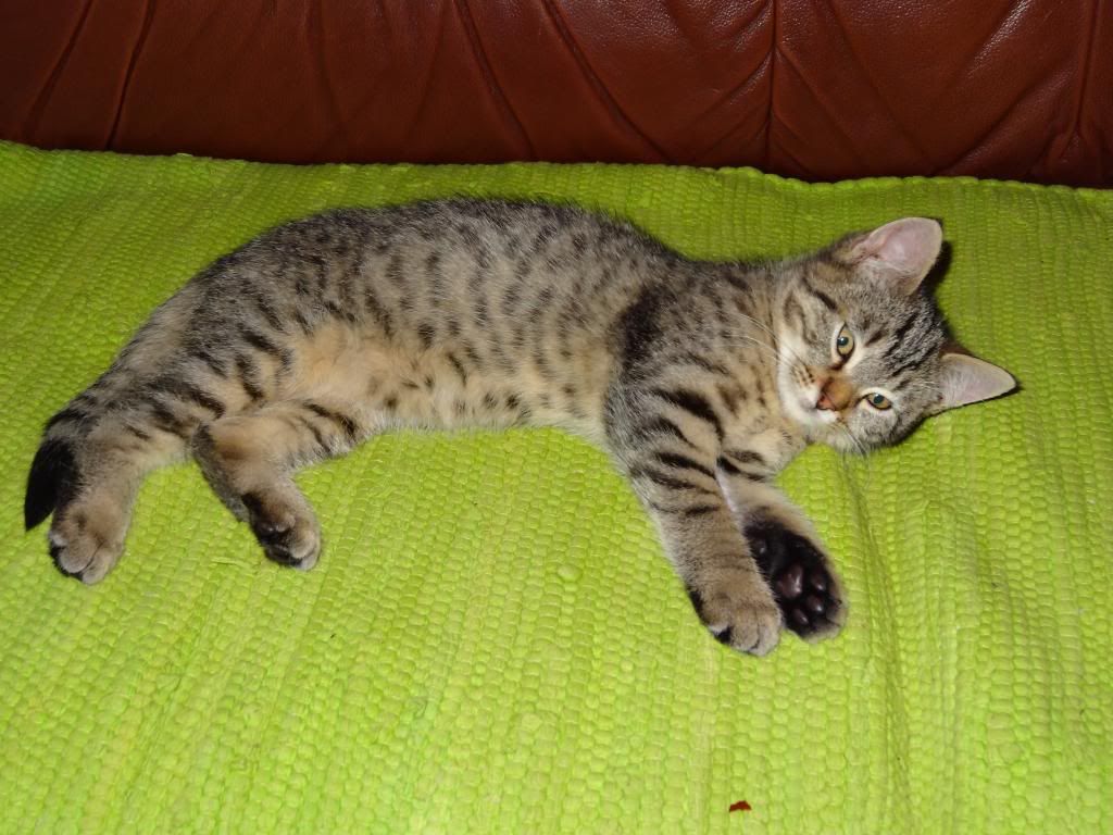 Slika