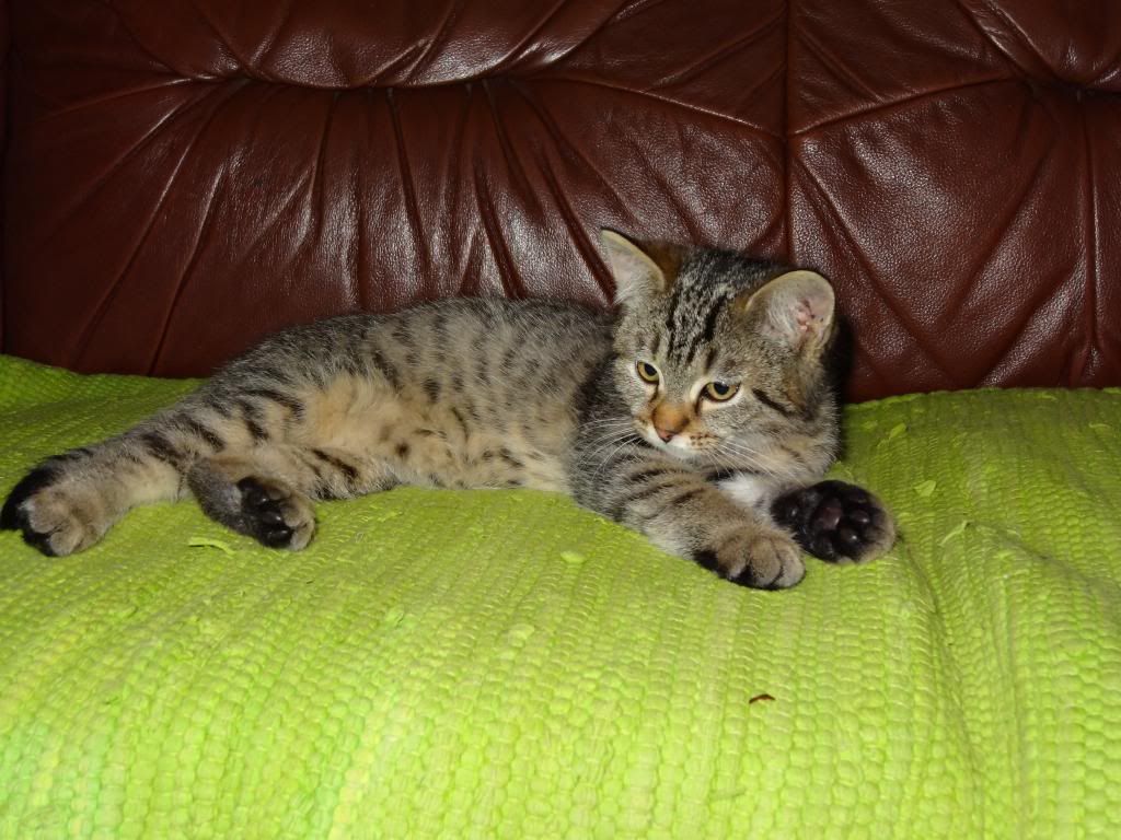 Slika