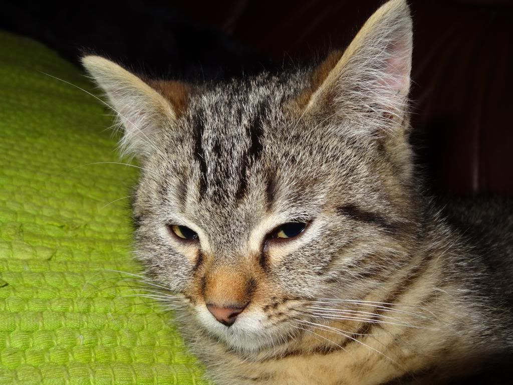 Slika