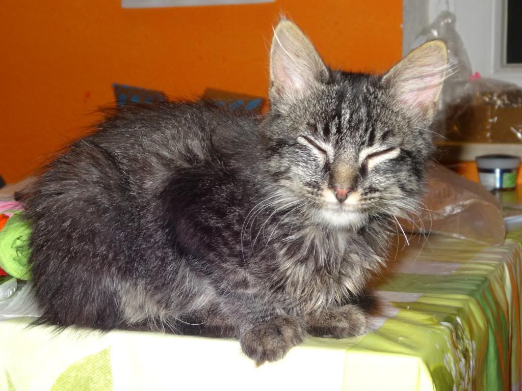 Slika