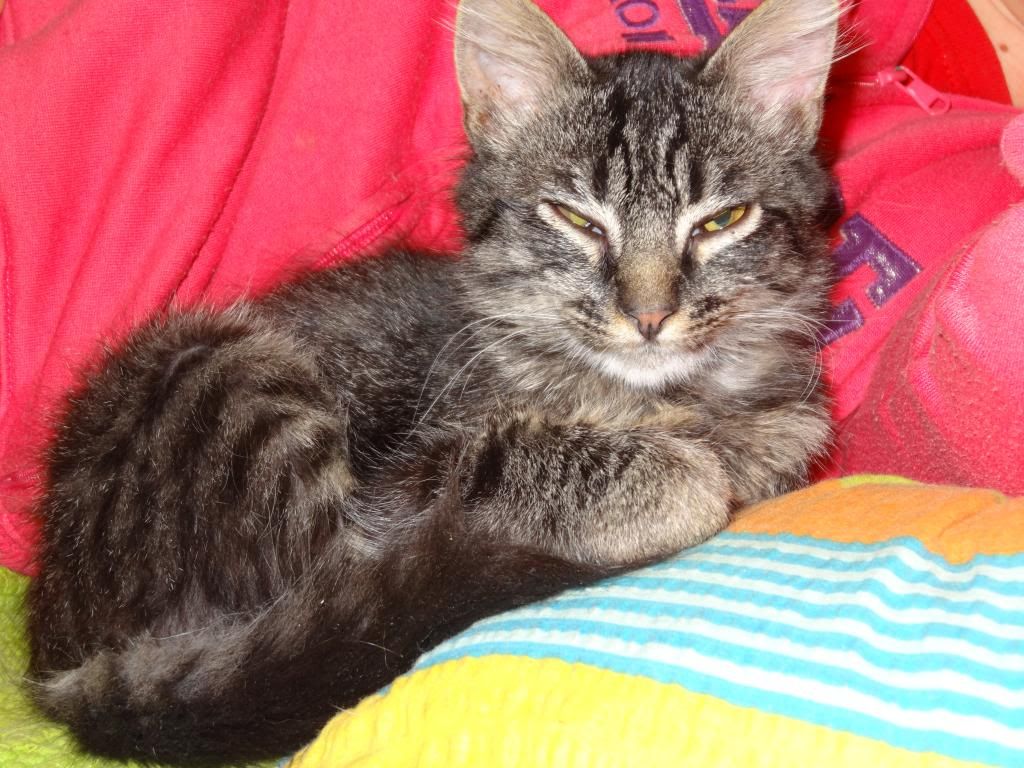 Slika