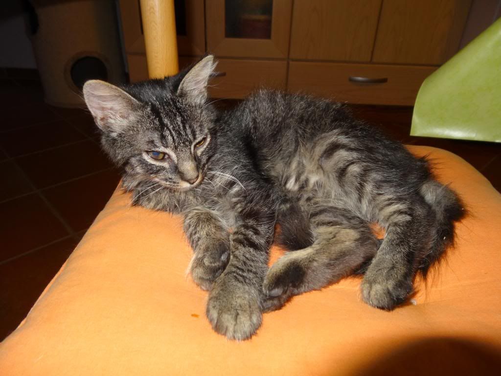 Slika