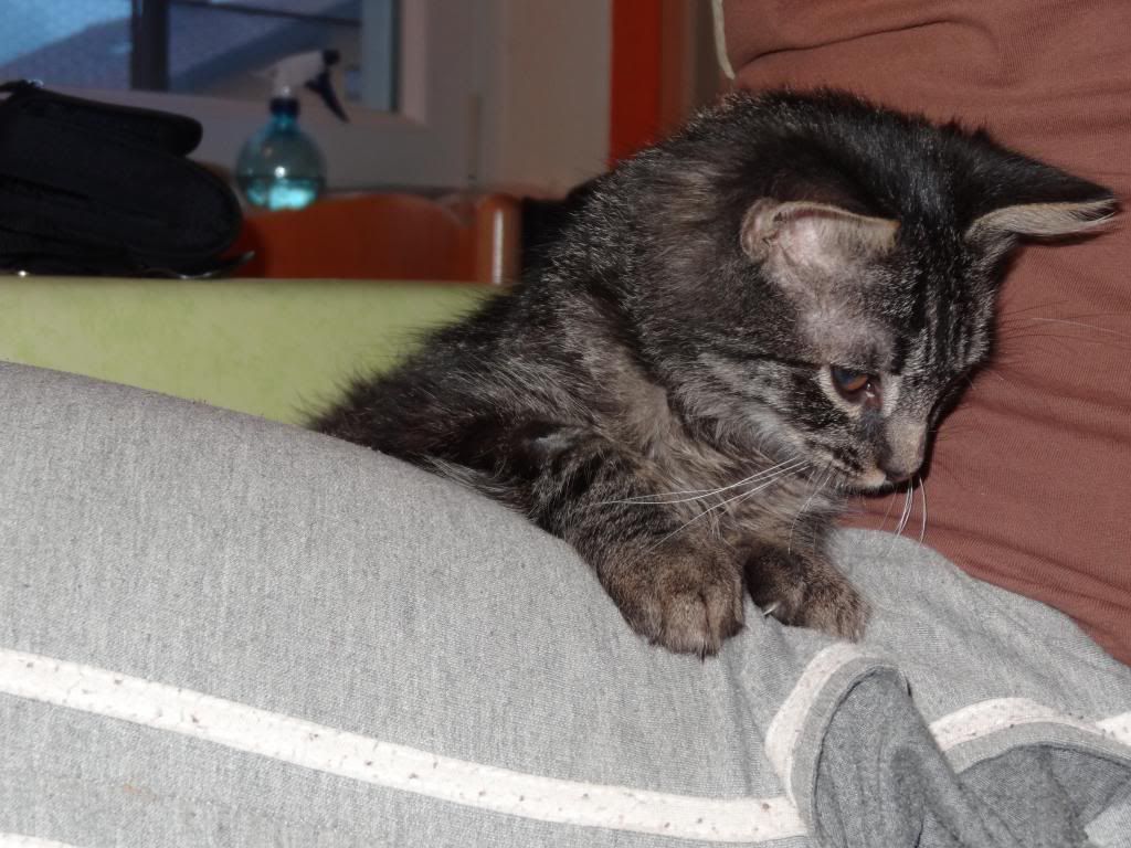 Slika