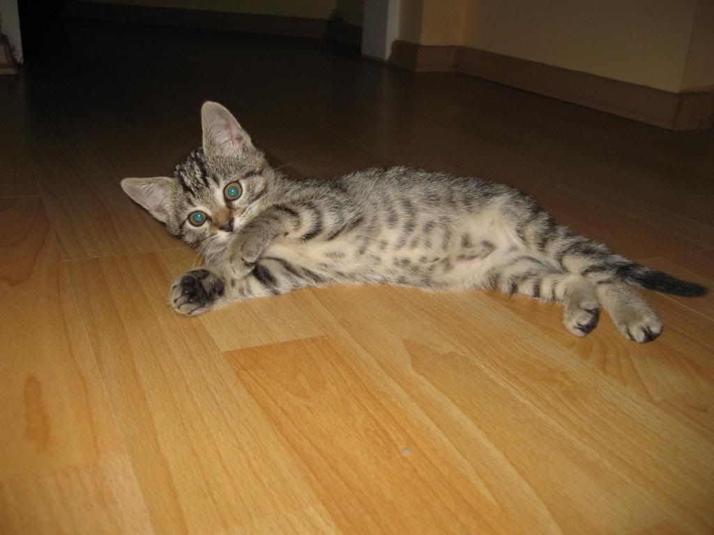 Slika