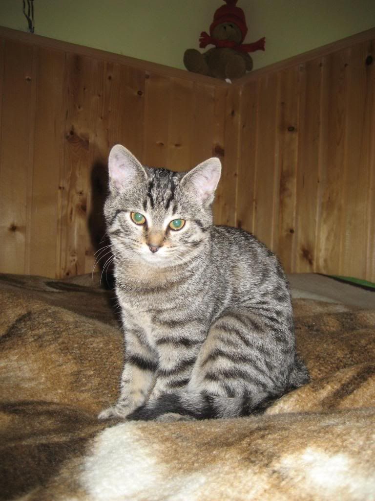 Slika