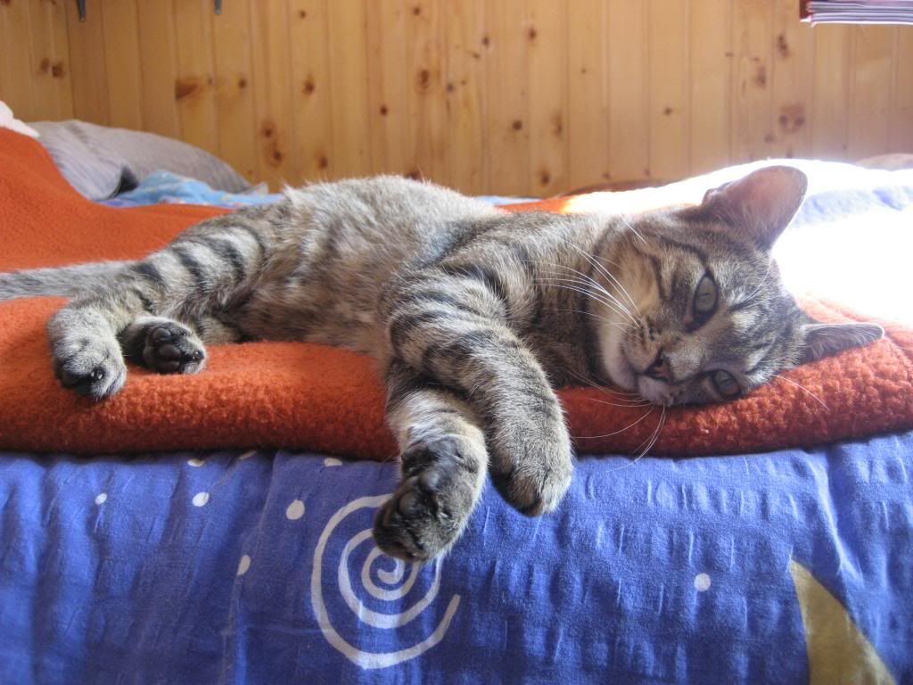Slika