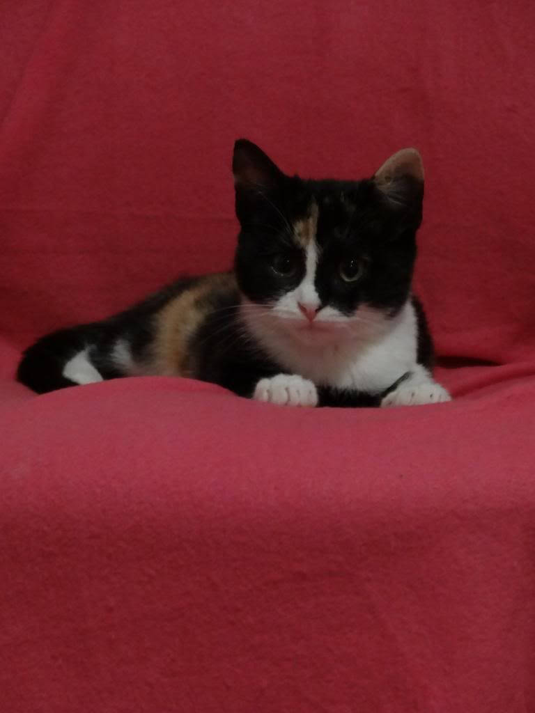 Slika