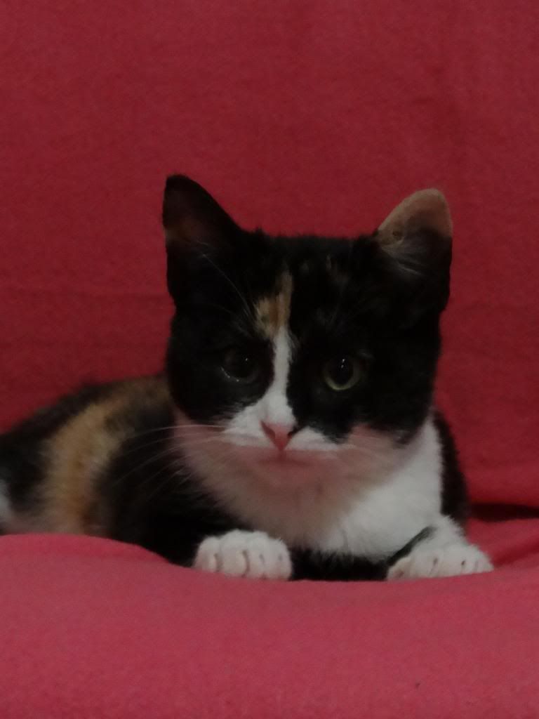 Slika