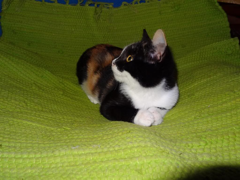Slika
