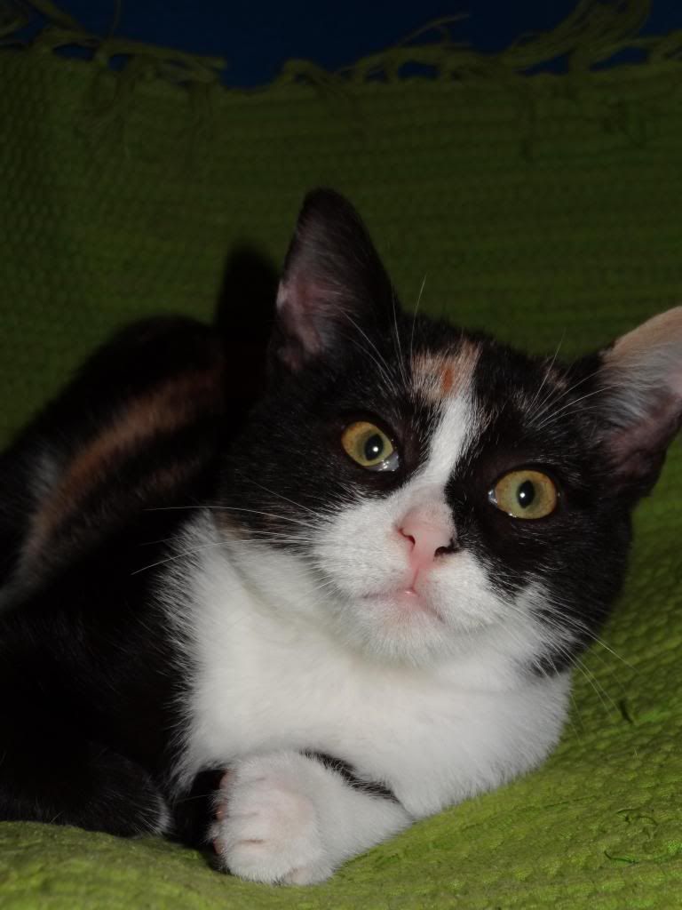 Slika
