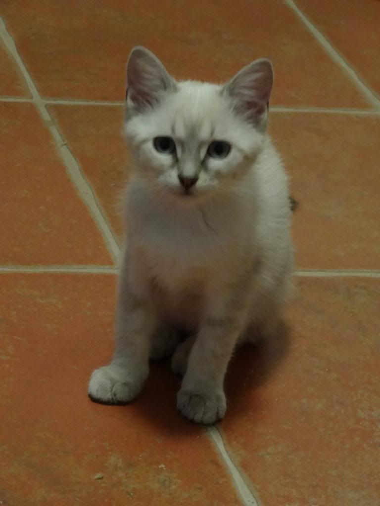 Slika