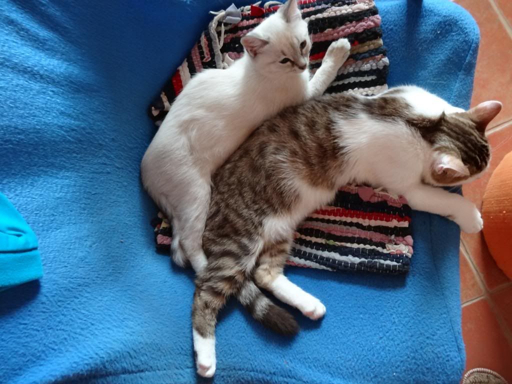 Slika