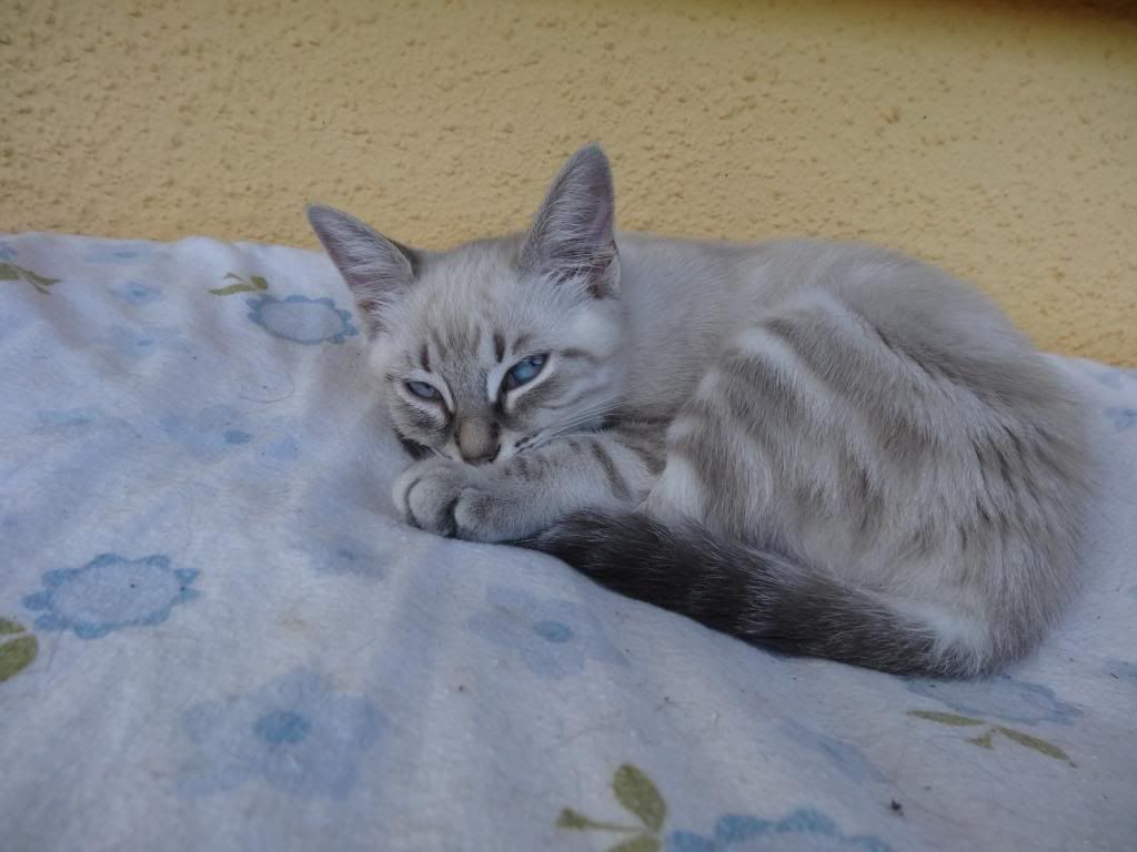 Slika