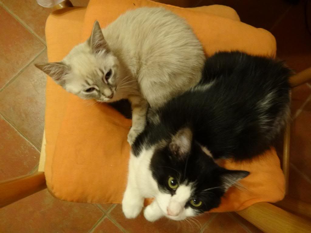 Slika