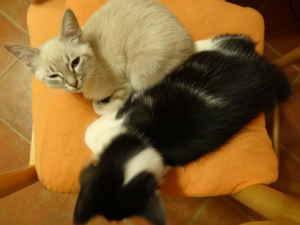 Slika