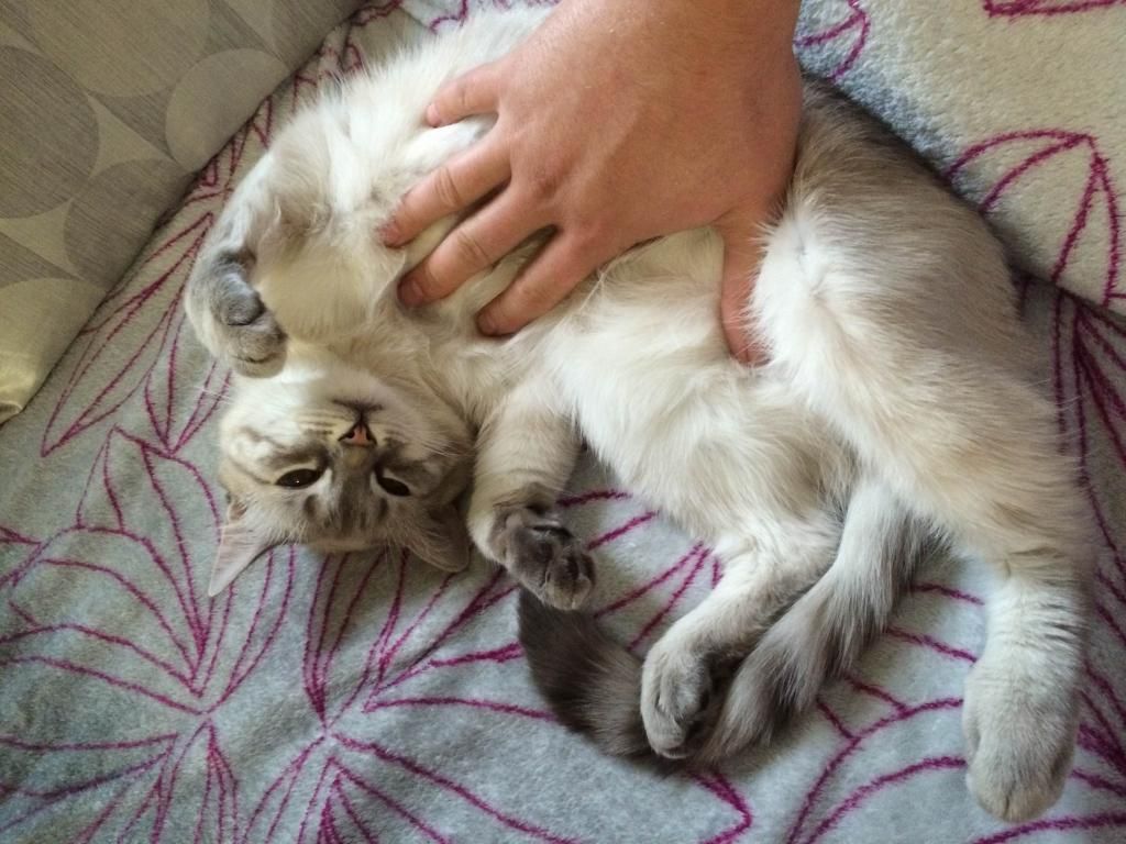 Slika