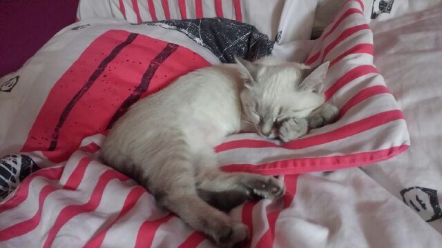 Slika