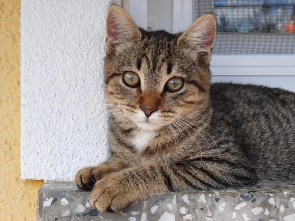 Slika