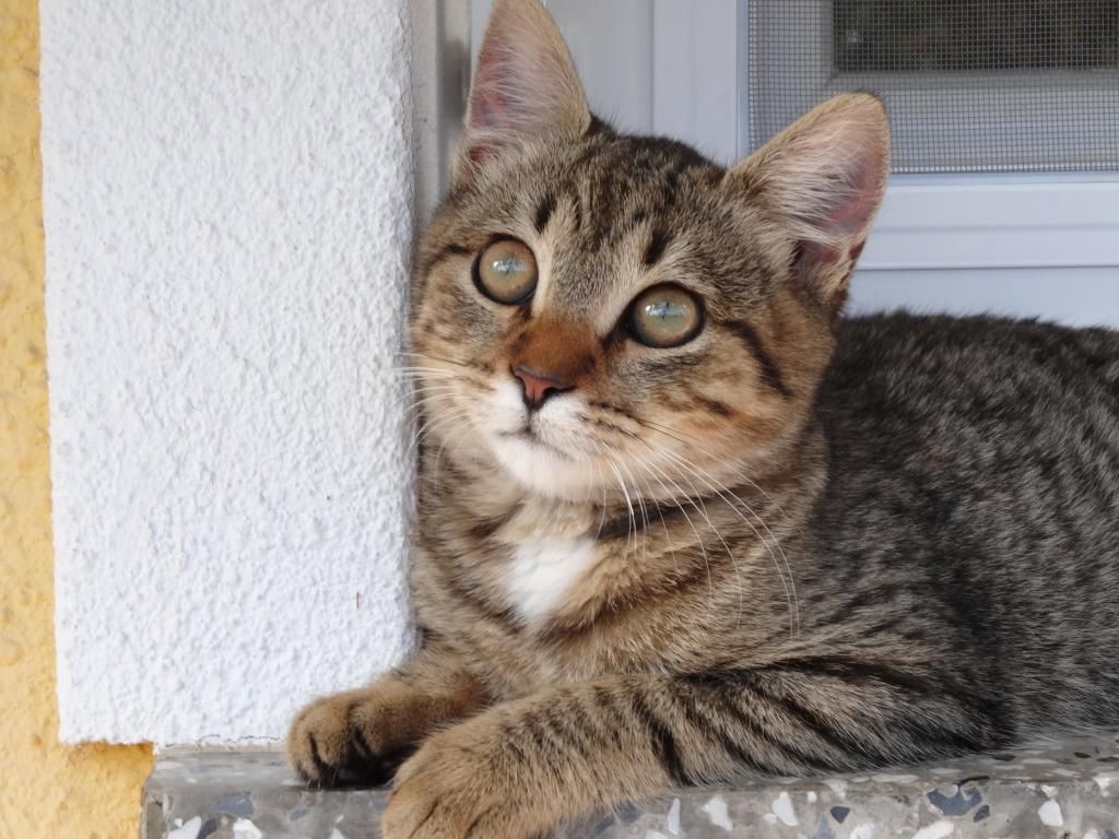 Slika