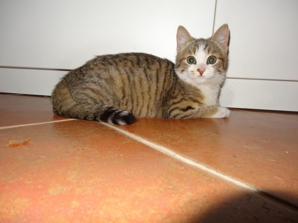Slika