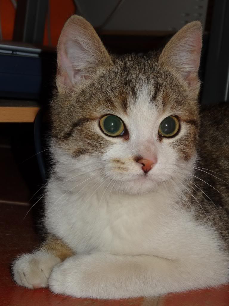 Slika