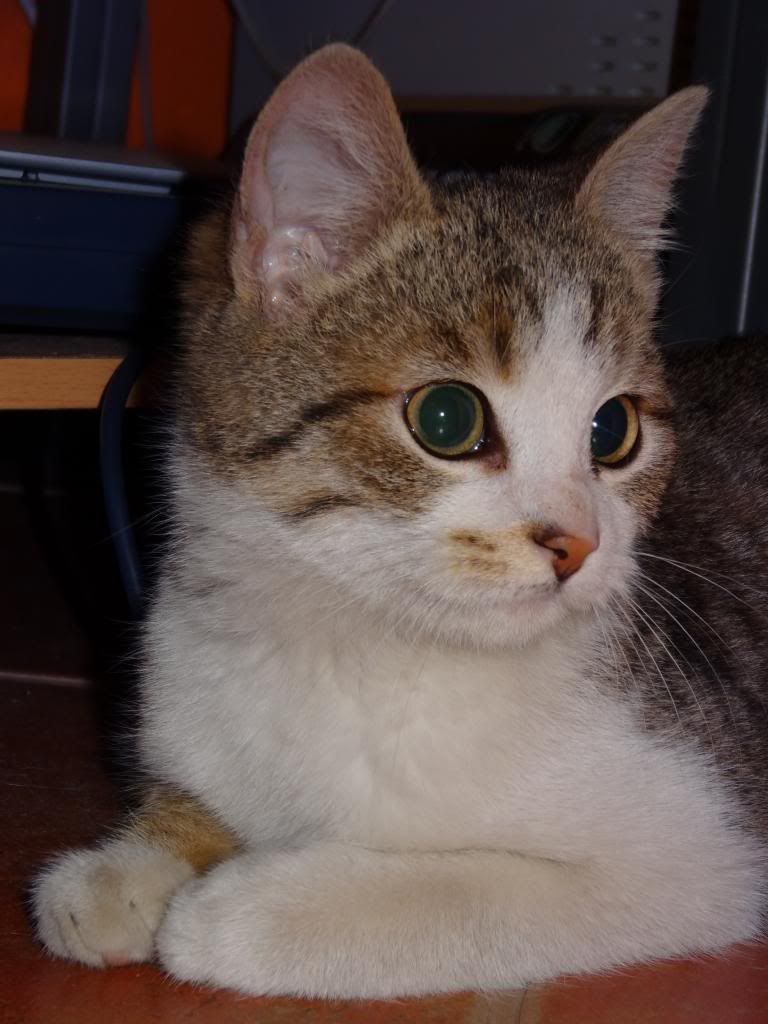 Slika
