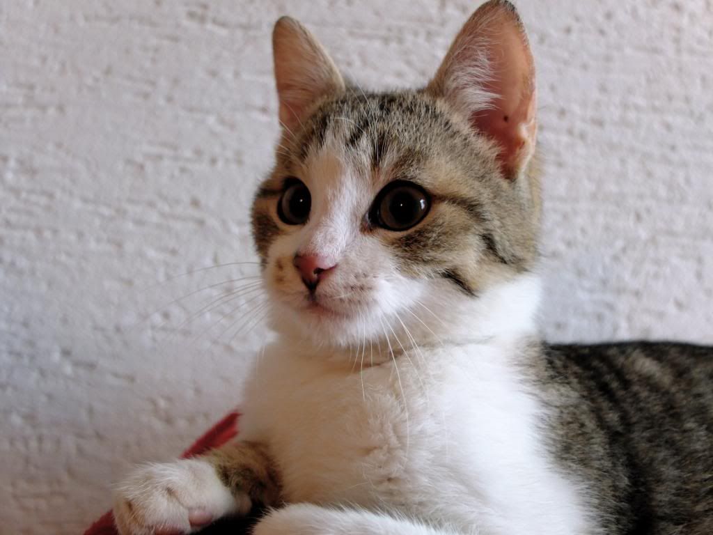 Slika
