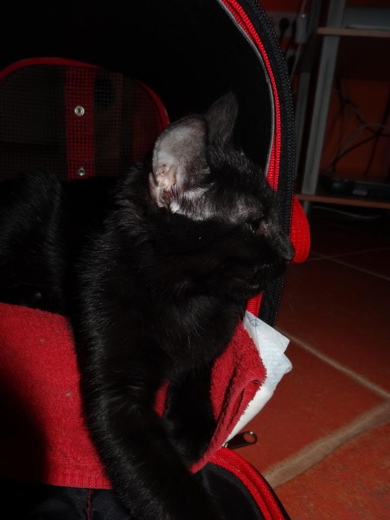 Slika