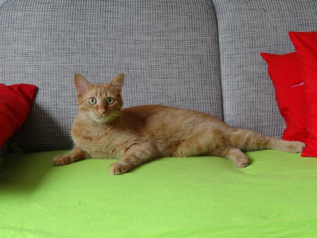 Slika